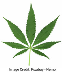 marijuana-mip.jpg