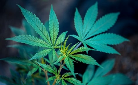 Growing Marijuana for Personal Use
