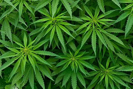 MarijuanaLaw.jpg